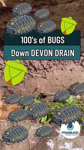 Bugs Down Drains: Unblocking Strategies in Devon
