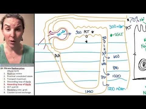 Reabsorption 5- Ascending loop of Henle