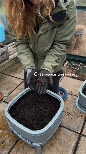 Oops, sorry about that worms 🪱 This is just another bit of proof about how great worm composters are though - I’ll have another tray of fresh worm castings to use in the spring, just when I’ll need it ☺️ #composting #wormcomposting #wildlifegardening #gardeninguk #sustainablegardening | helenlikesplants