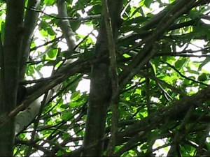 Verschiedene Vogelstimmen