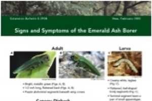 Signs and Symptoms of the Emerald Ash Borer