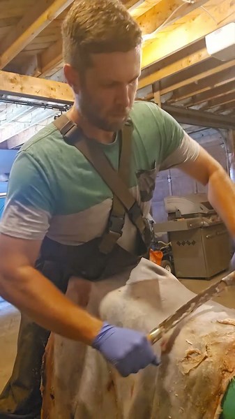 Deer hide fleshing #taxidermy