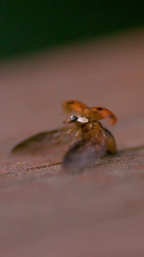 Ladybug in Slow Motion - Arms Up Like Superman! 🐞