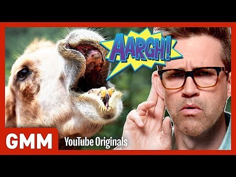 5 Animal Mating Calls (GAME)