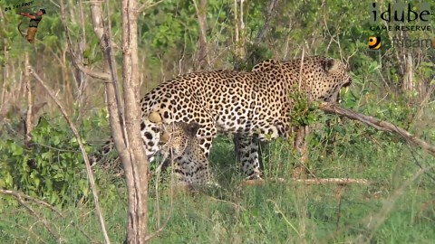 WILDlife: Leopards Mate Quickly