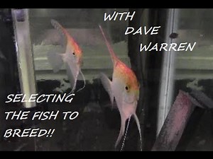 HOW TO BREED FRESHWATER ANGELFISH PART 3 of 7 (Selecting the right fish to breed)