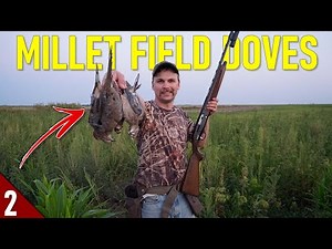 Hunting Uncut MILLET for DOVES! | 28 GAUGE Dove Hunting 2021