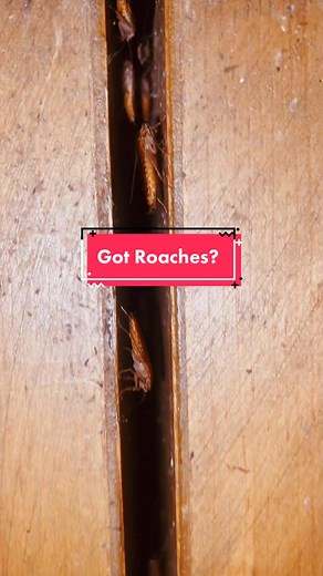 Innovative Pest Control Methods and Transformations