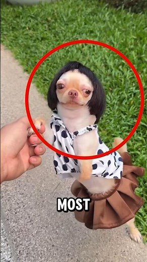 The 3 Biggest Dog Breeds on Earth — #1 Is TALLER Than Most Humans
