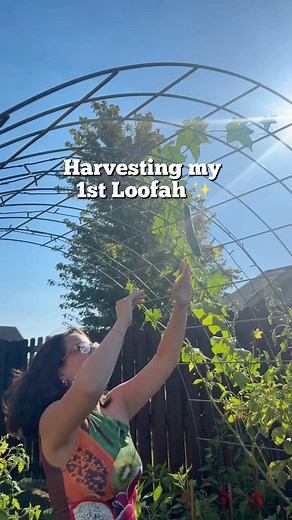 924K views · 32K reactions | Why did the loofah get kicked out of the spa? Because it was rubbing everyone the wrong way! Every year I’ve practiced growing a new plant in my garden and this year I chose a loofah. I was gifted seeds and added a few of them in my garden late in the season with no expectations. Since the frost is officially here, I harvested earlier than needed but lo and behold, it still worked! #loofah #plantsmakemehappy #gardenplants | PlantswithKrystal | Facebook