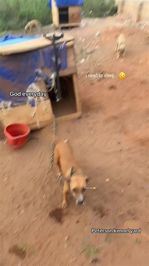 The Joy of Pit Bulls: Love and Care in the Kennel Yard