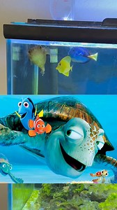 38K views · 559 reactions | How I fixed my Finding Nemo Tank | Grant Chase | Facebook