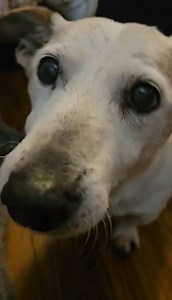 33K views · 389 reactions | NEEDS HOME/RESCUE ASAP, TO BE EUTHANIZED...