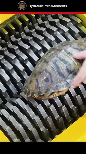 How Powerful is a Turtle Shell?