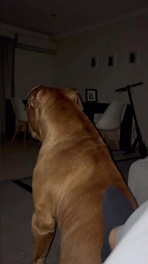 My Boerboel is intense watching the Back Entrance