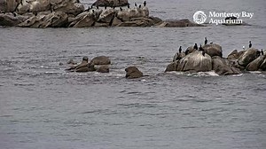 32K views · 1.3K reactions | Windy wonders on the Monterey Bay Cam  | Monterey Bay Aquarium | Facebook