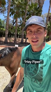 Evan & Piper The Pony - who is walking who? #horsesandhumor #piperthepony #horse #pony #equestrian #barn #farm #animals | Evan’s Horses & Humor