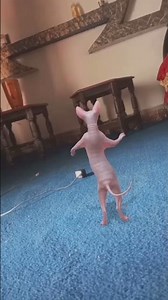 sphinx cat dancing #funnyvideos #cat #turkishcat #funny #turkishworld #kitten #funnydancevideo