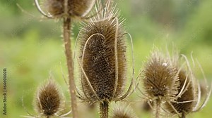Dried thistle weed on the field. Dipsacus fullonum dry flowers in nature close up