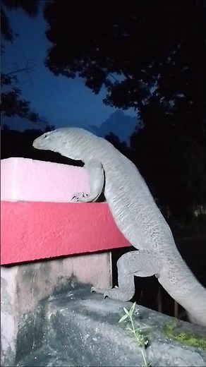 Monitor Lizard Close-Up | Stunning Reptile Short Video