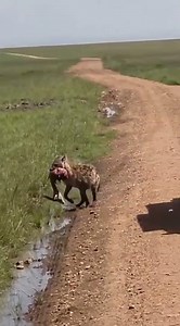 Witnessing Wildlife, Maasai Mara, Dallago Tours Kenya-Tanzania from Deividas J. 🇰🇪