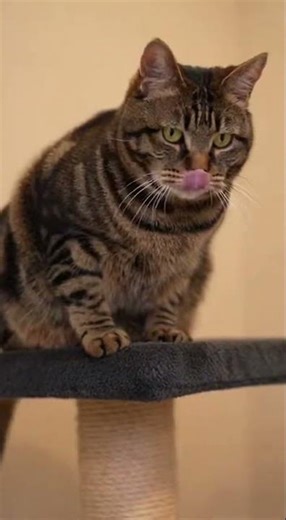 Cat Challenge Series: The Funniest Feline Competitions Ever