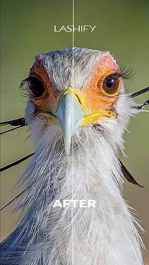 Downturned lashes? No worries, lashify has got you covered 🤭 #lashify #badlashes #secretarybird #lashes #fyp #xyzbca