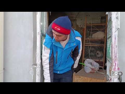 2 hours of Farm Cleaning in 2 minuts x50 #australia #rabbit #america #canada #bunny