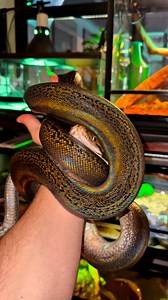 CHECKOUT the INSANE colours on this reticulated Python 😍😍🔥🔥 #snake #snakes #snakesofinstagram #snakephotography #reticulatedpython #python #pythonsofinstagram #insane #viral #fyp #reels | Karimwildlife