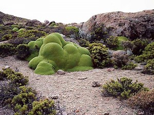 The world's oldest living things