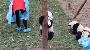 A panda a day, keeps the sorrow away. Panda babies are so obsessed with milk! And they are smart and can feed themselves~ | iPanda