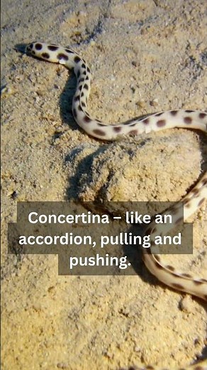 The Incredible Science of How Snakes Slither #snake #shorts #wildlife
