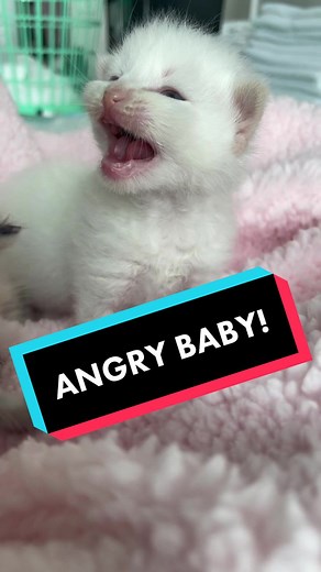 Adorable Foster Kittens - Angry Baby Moments!