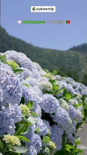 Flowers In Europe: The Best Blossoms And Blooms To See In Spring #culturetrip