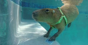 Water-Loving Capybara Takes An Impressively Deep Dive In His Pool