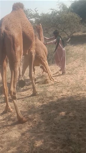 Cute fun of camels and camel girls – Nature Video"#animals 🐫🐫