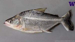 Thanks to new scanning technologies, a team led by University of Washington researchers was able to figure out how piranhas regrow their teeth. Read more: https://www.washington.edu/news/2019/10/15/piranha-fish-swap-old-teeth-for-new-simultaneously/ | University of Washington News