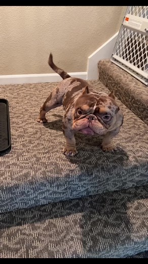 Howard Exotic Bullies: American Bulldog Showcase