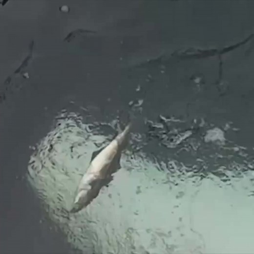 Beluga Whale Tries to Eat Seagull (source material from u/oeco123 via Reddit) #animalvoiceover #voiceover #funny #whale #ocean | KLR Productions