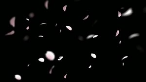 clip-1105563943-flower-petals-falling-on-black-background