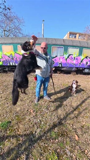 GIVE COMMANDS DURING DOG ENCOUNTERS 🐕 #dogtraining