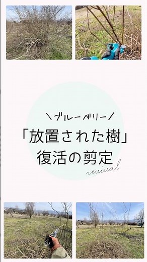 長年放置されたブルーベリーの「復活の剪定」 #ブルーベリーの森あづみの #ブルーベリー栽培 #ブルーベリーの剪定 #家庭菜園 #幸せフルーツ工房