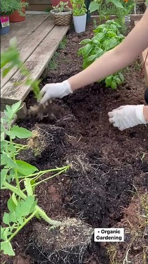 1. Easy Home Gardening Hacks 🌱 | Grow Vegetables at Home