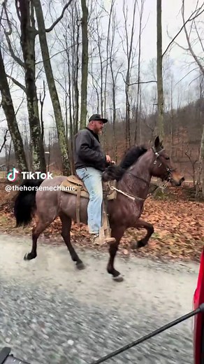 Saddlebred mare #fyp #racking #horse #horses #ewhtrailhorses