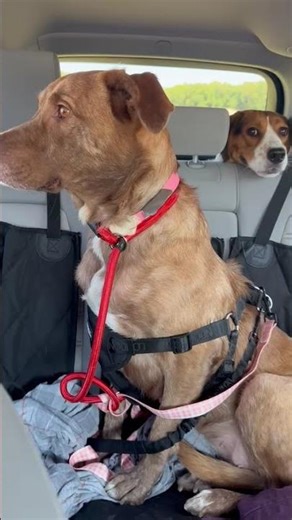 Video of adoptable pet named Golden lab mix