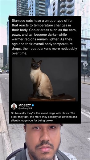 Why Siamese Cats Change Color as They Age 🐾😼