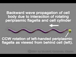 The Unique Paradigm of Spirochete Motility and Chemotaxis: Supplemental Video 4