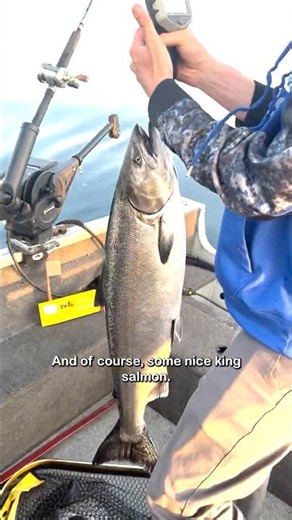 Trolling for King Salmon & Steelhead on one of America's greatest lakes #fishing #america