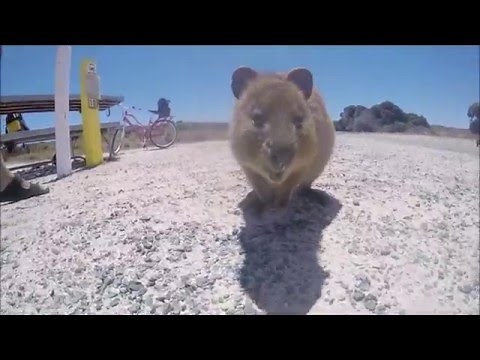Quokka Fight