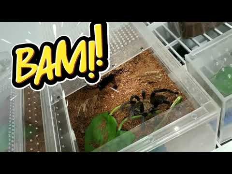 🕷️ Tarantula Feeding Frenzy! Insane Strikes & Hungry Spiders